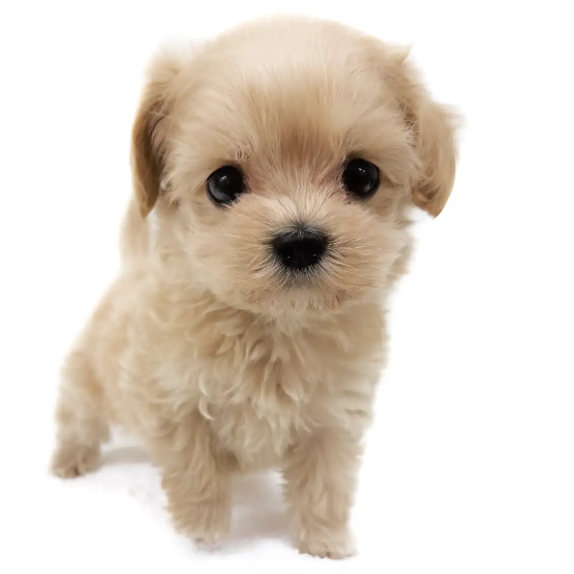 MIX(マルチーズ×トイプードル)