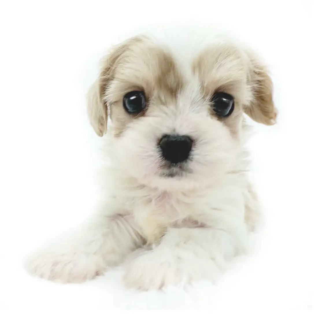 MIX(マルチーズ×キャバリアキングチャールズスパニエル)