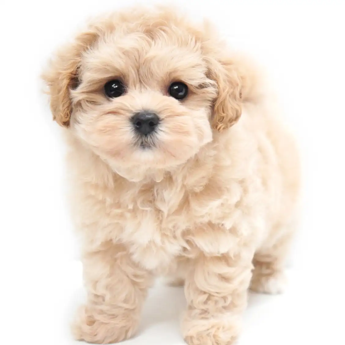 MIX（マルチーズ×トイプードル）