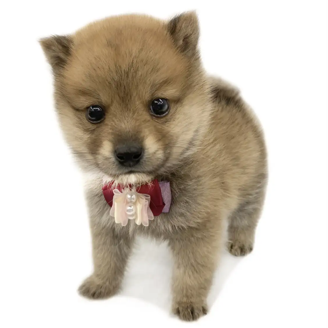 MIX(ポメラニアン×柴犬)