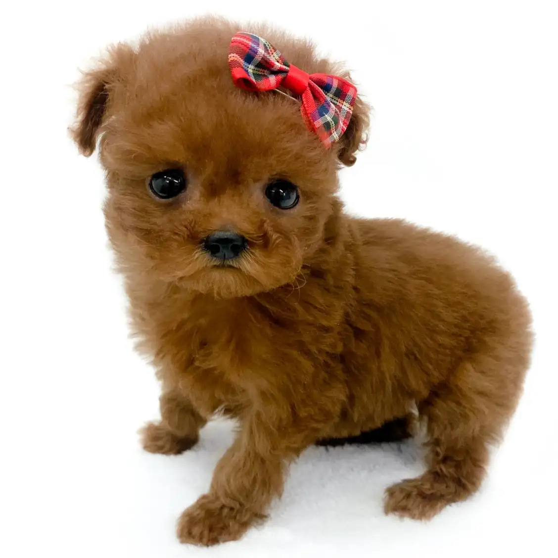 トイ・プードル