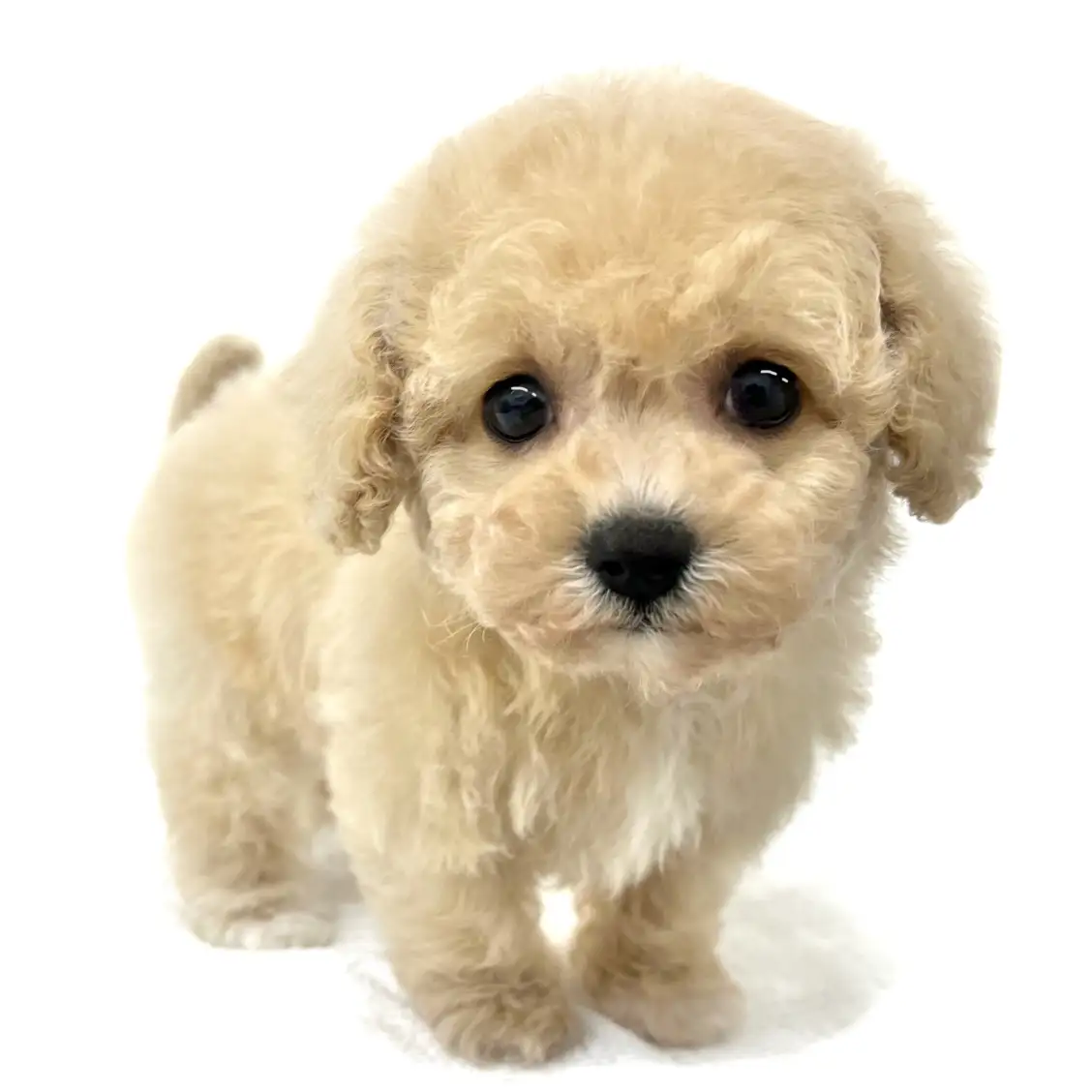 MIX(ビションフリーゼ×トイプードル)