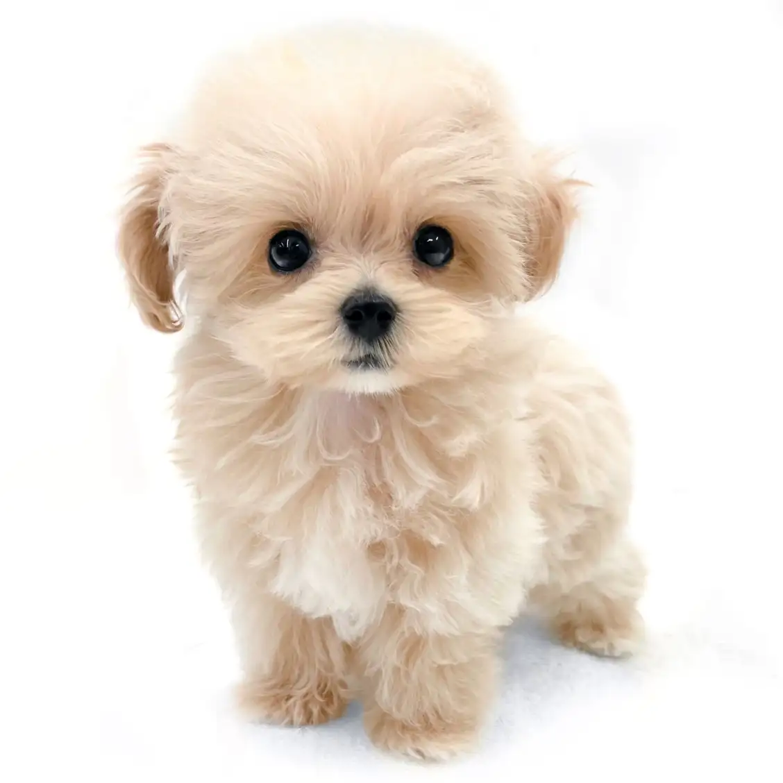 MIX（トイプードル×マルチーズ）