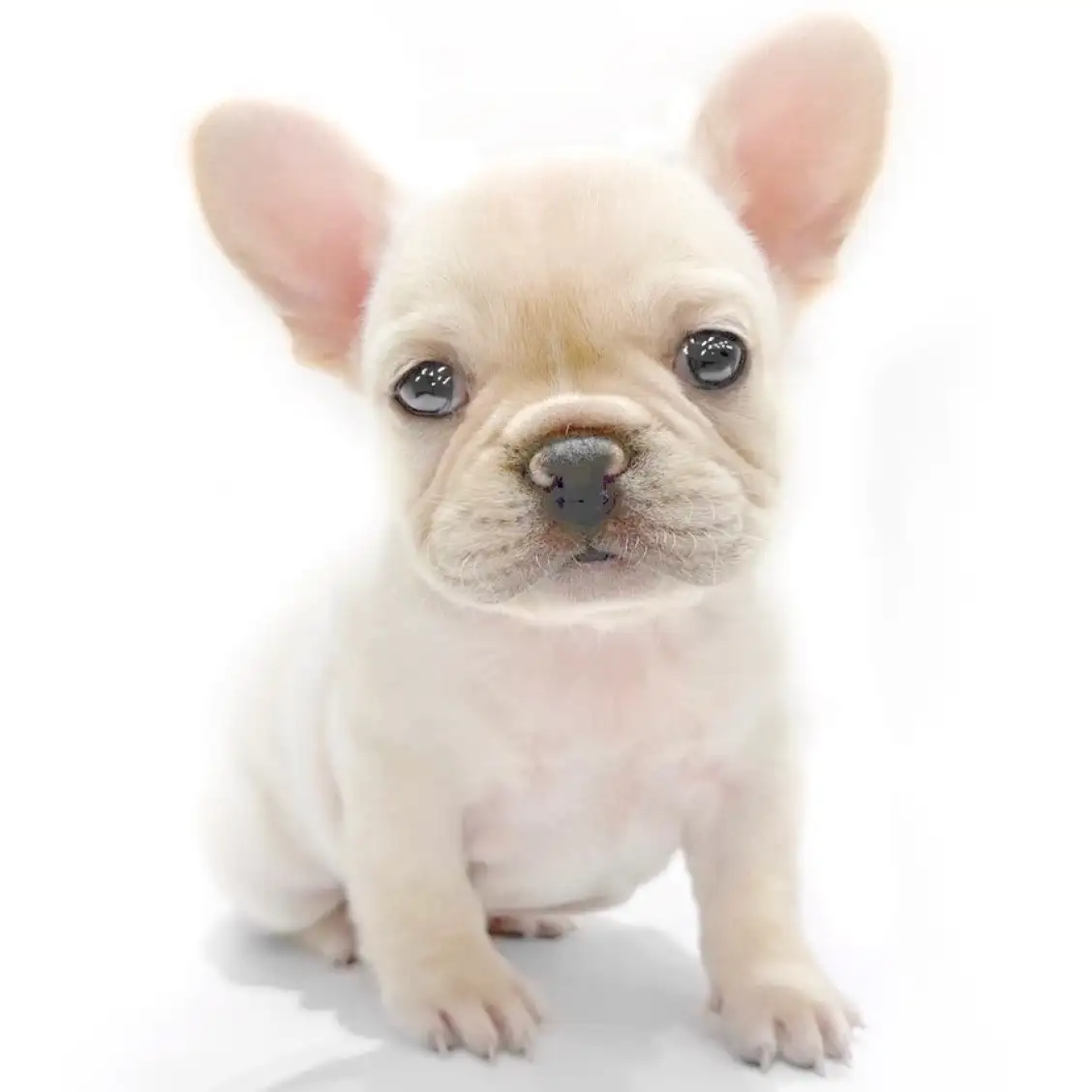 フレンチブルドッグ