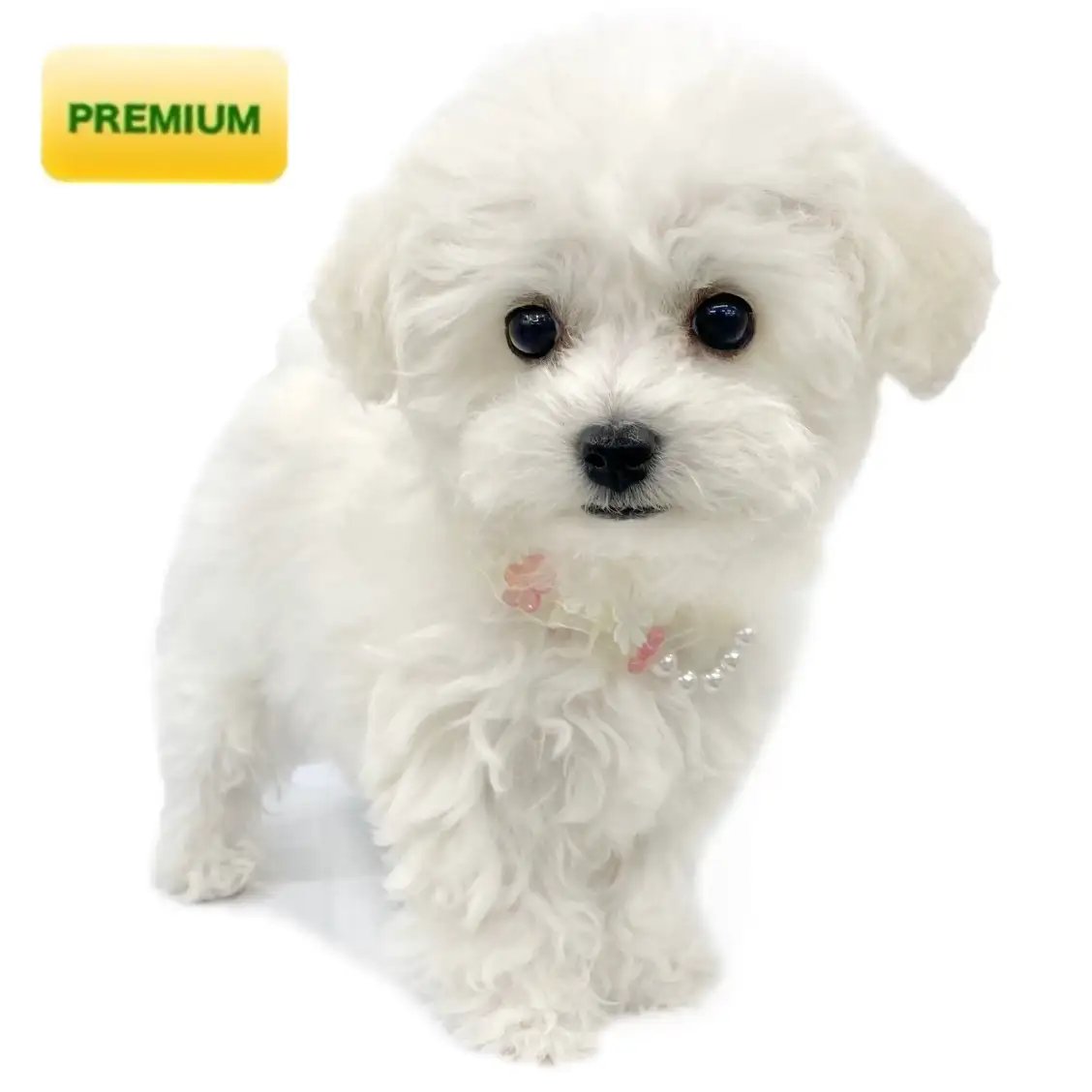 ビションフリーゼ