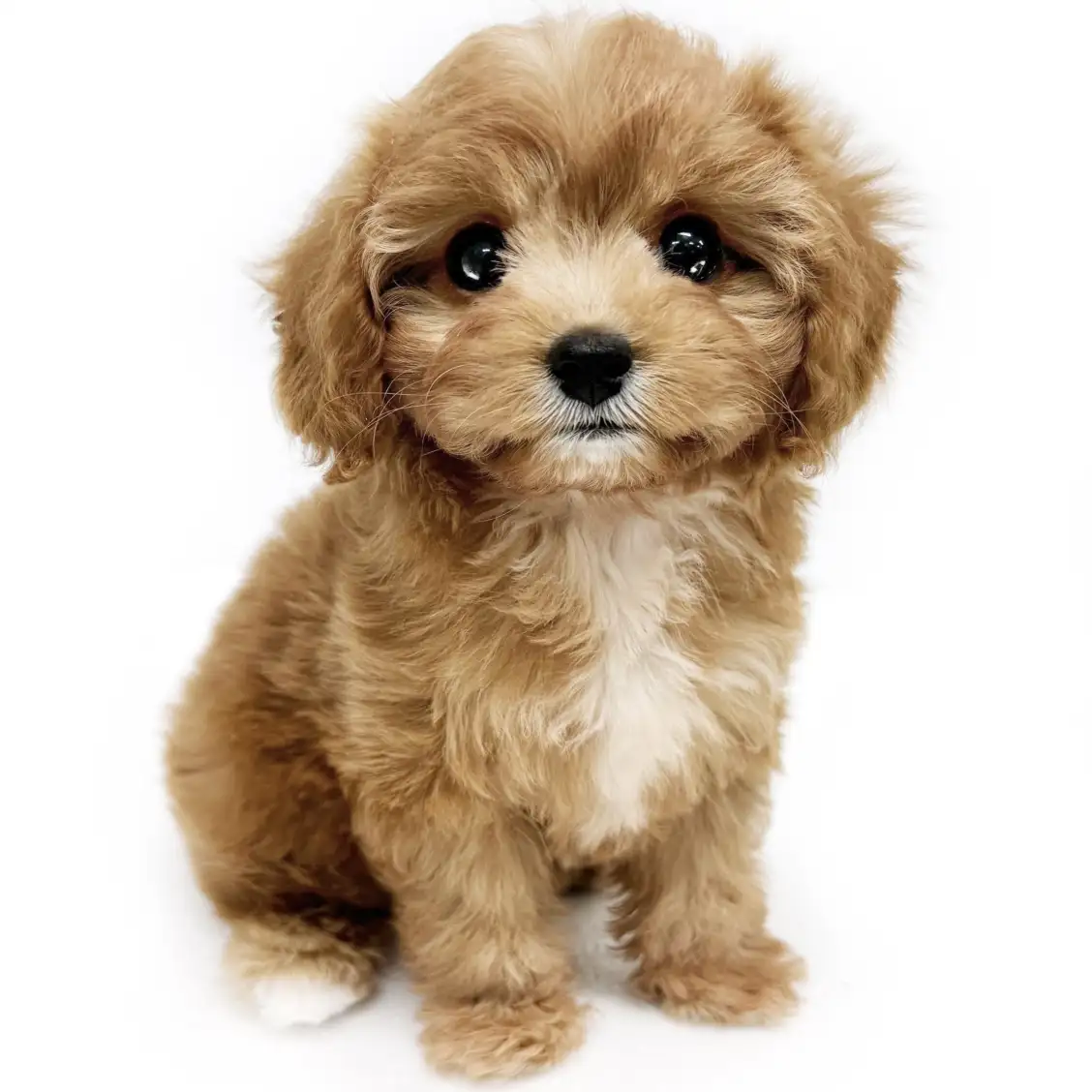 MIX(トイプードル×キャバリアキングチャールズスパニエル)