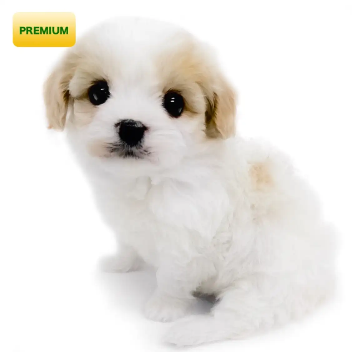 MIX(キャバリアキングチャールズスパニエル×ビションフリーゼ)