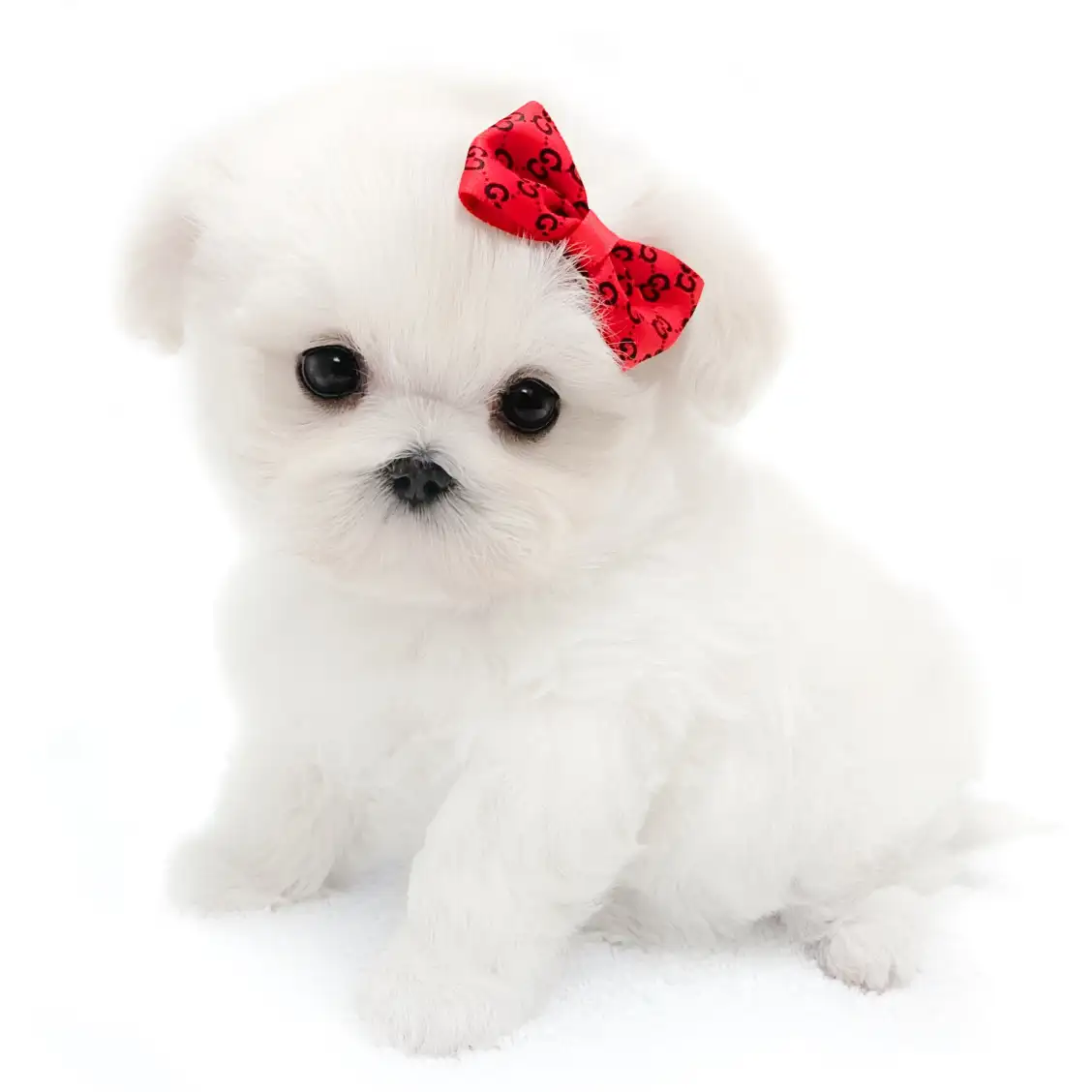 MIX（マルチーズ×トイプードル）