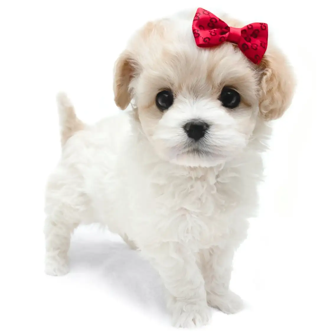 MIX【ビション×(ビション×キャバリア)】