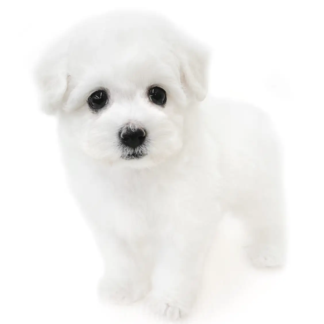 ビションフリーゼ