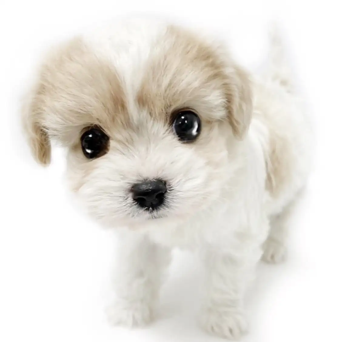 MIX(キャバリアキングチャールズスパニエル×ビションフリーゼ)