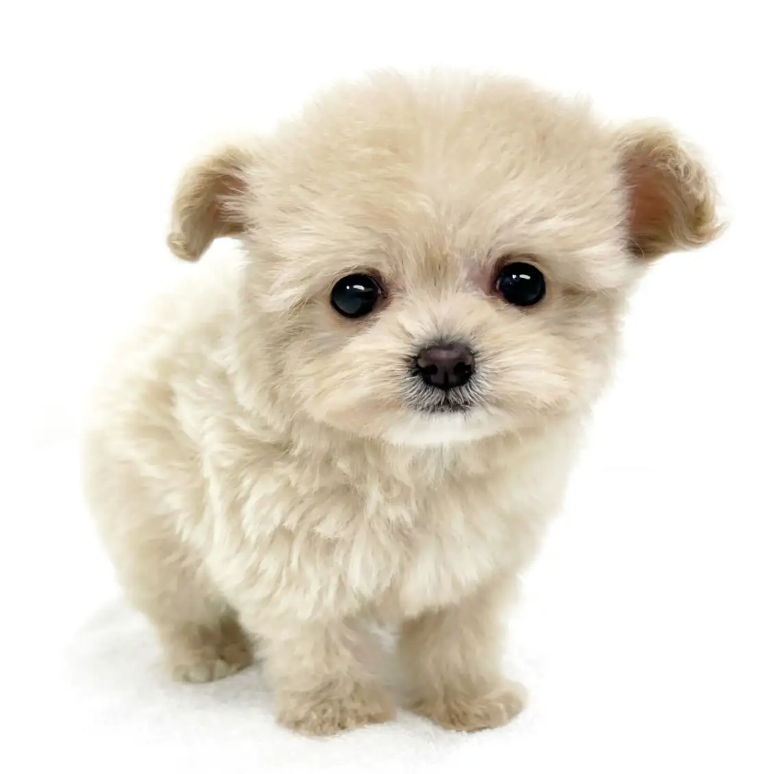 MIX(マルチーズ×トイプードル)