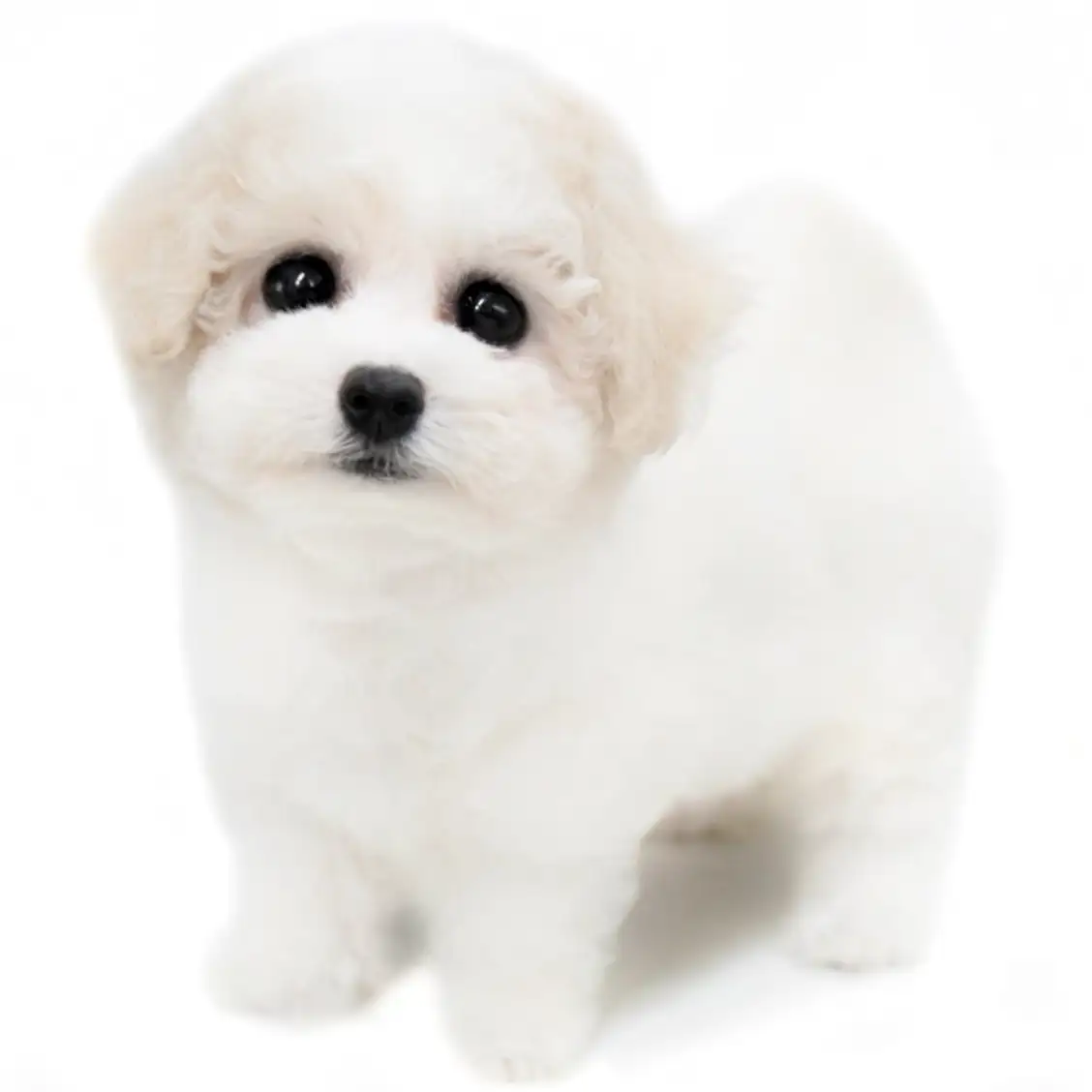 ビションフリーゼ