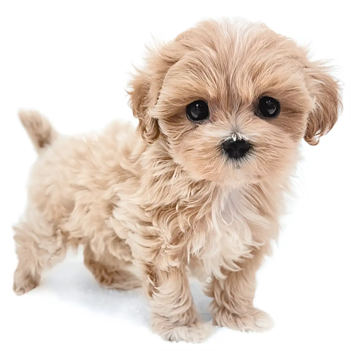 MIX(マルチーズ×トイプードル)