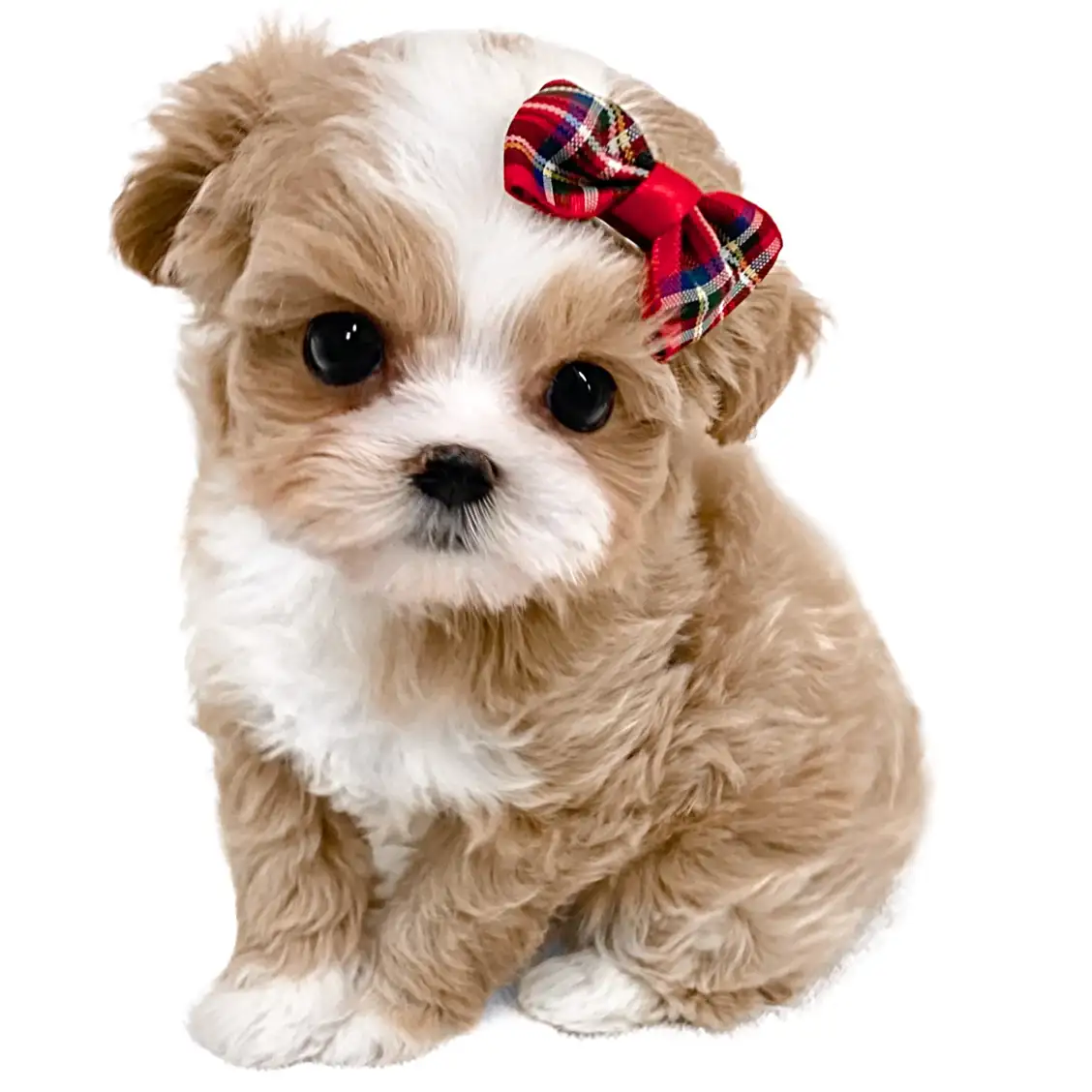 MIX(トイプードル×マルチーズ)