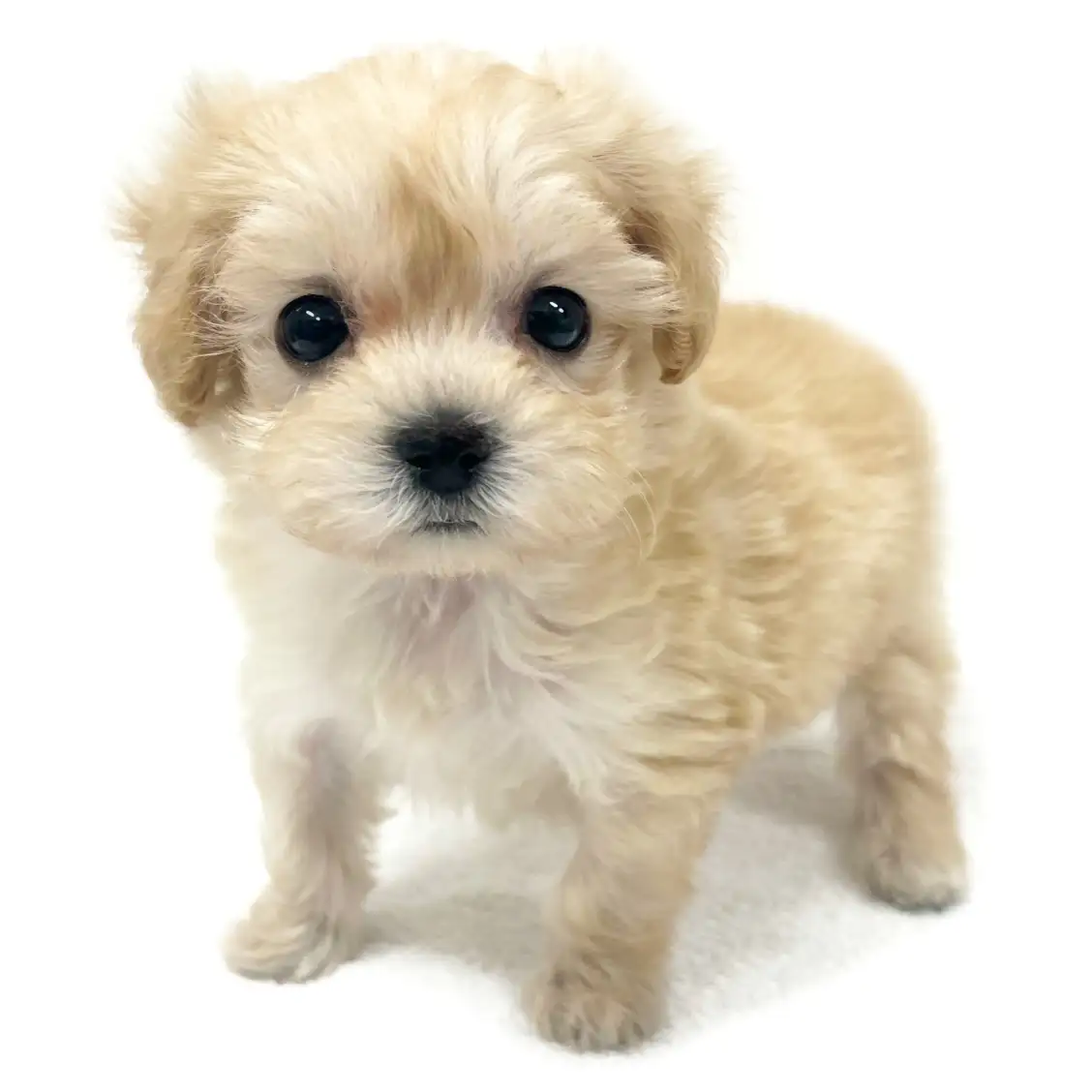 MIX(マルチーズ×トイプードル)