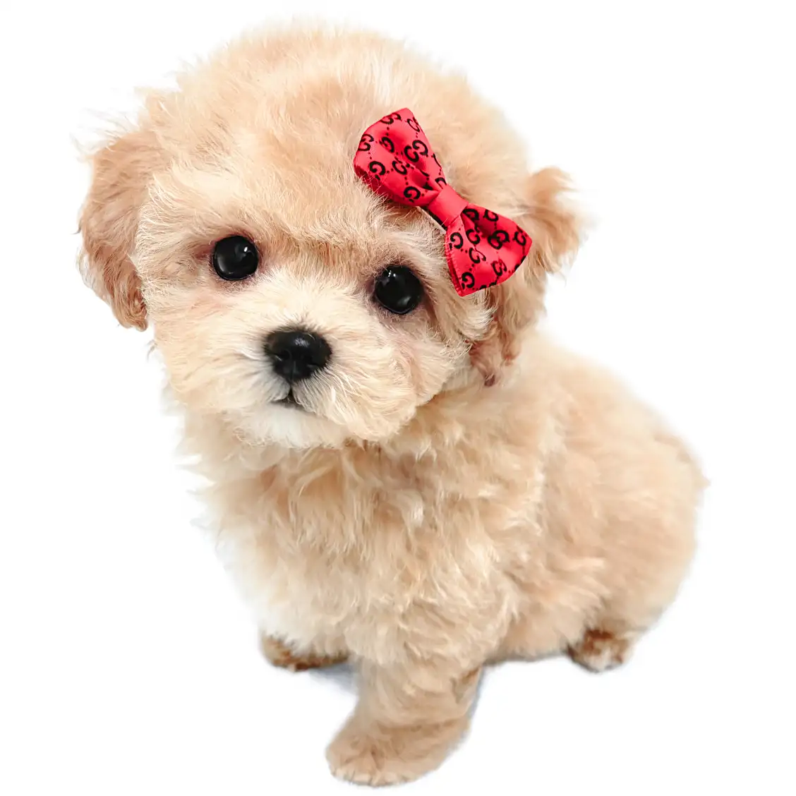 MIX(トイプードル×ビションフリーゼ)