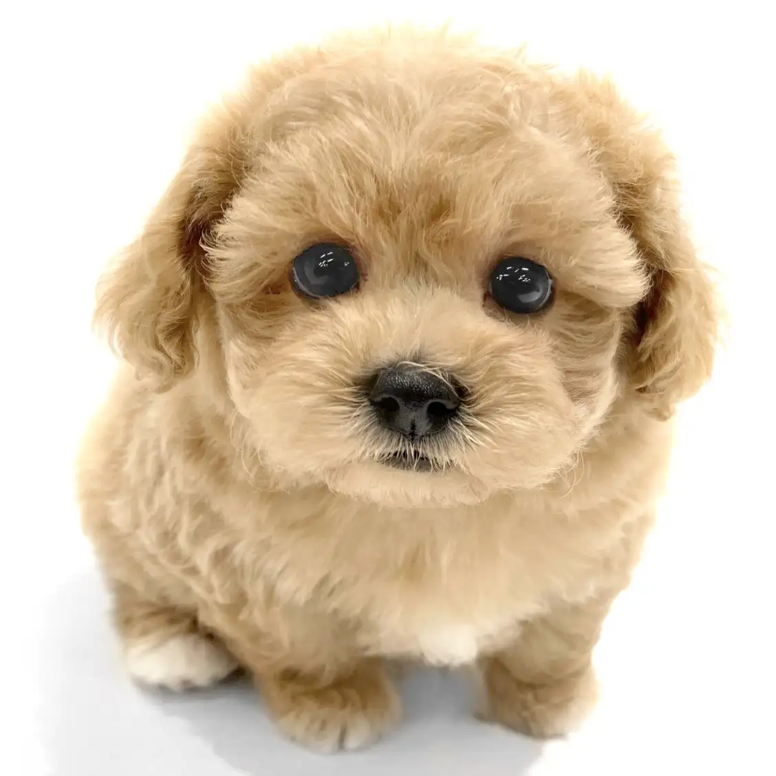 MIX(マルチーズ×トイプードル)