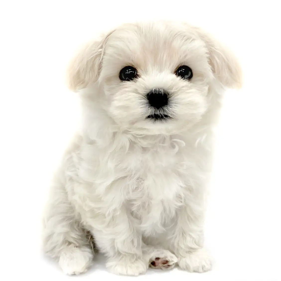 MIX(トイプードル×マルチーズ)