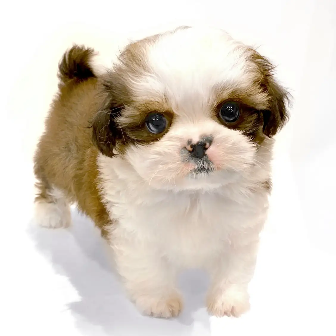 MIX(チワワ×シーズー)