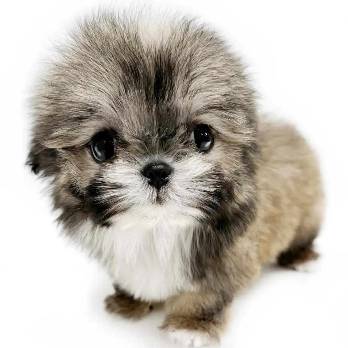 MIX(チワワ×シーズー)