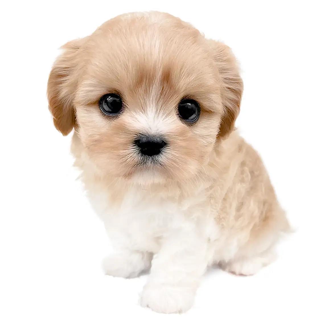 MIX(マルチーズ×キャバリアキングチャールズスパニエル)