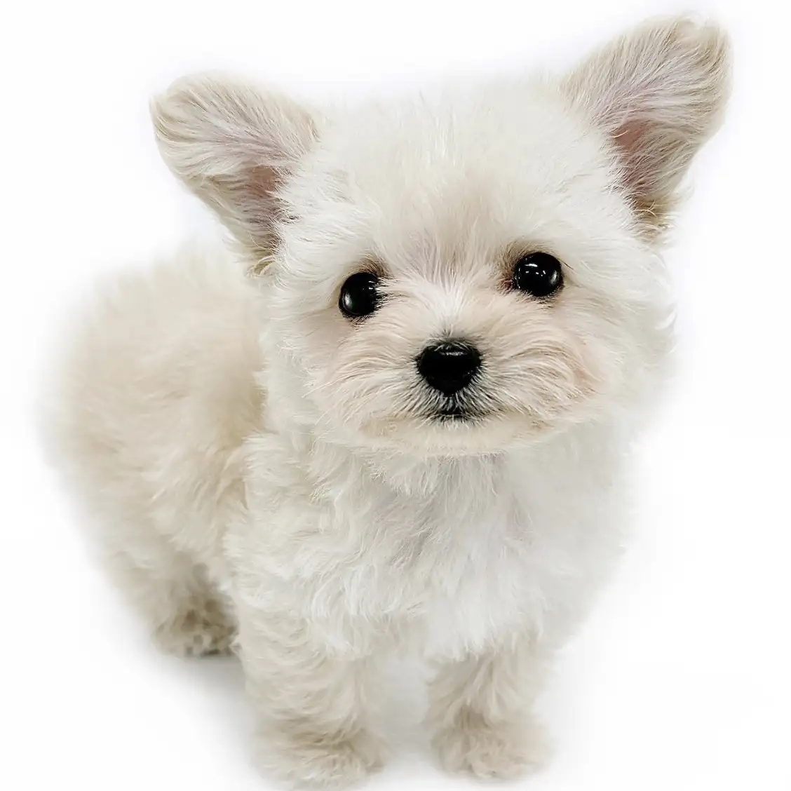 MIX(チワワ×トイプードル)