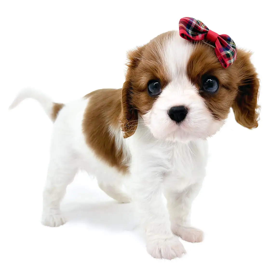 キャバリア・キングチャールズ・スパニエル