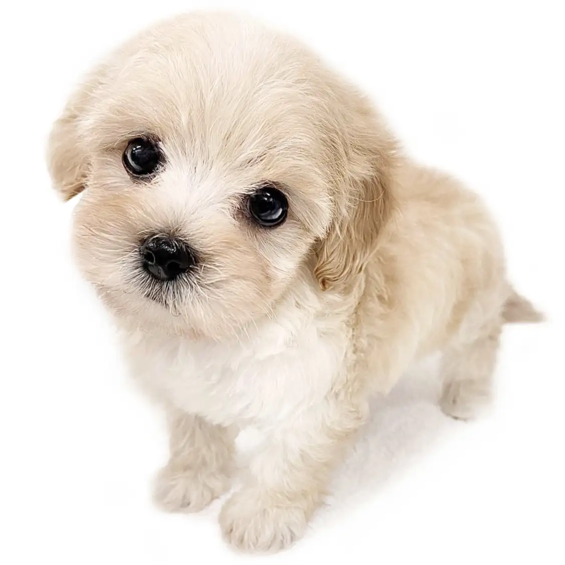 MIX(マルチーズ×トイプードル)