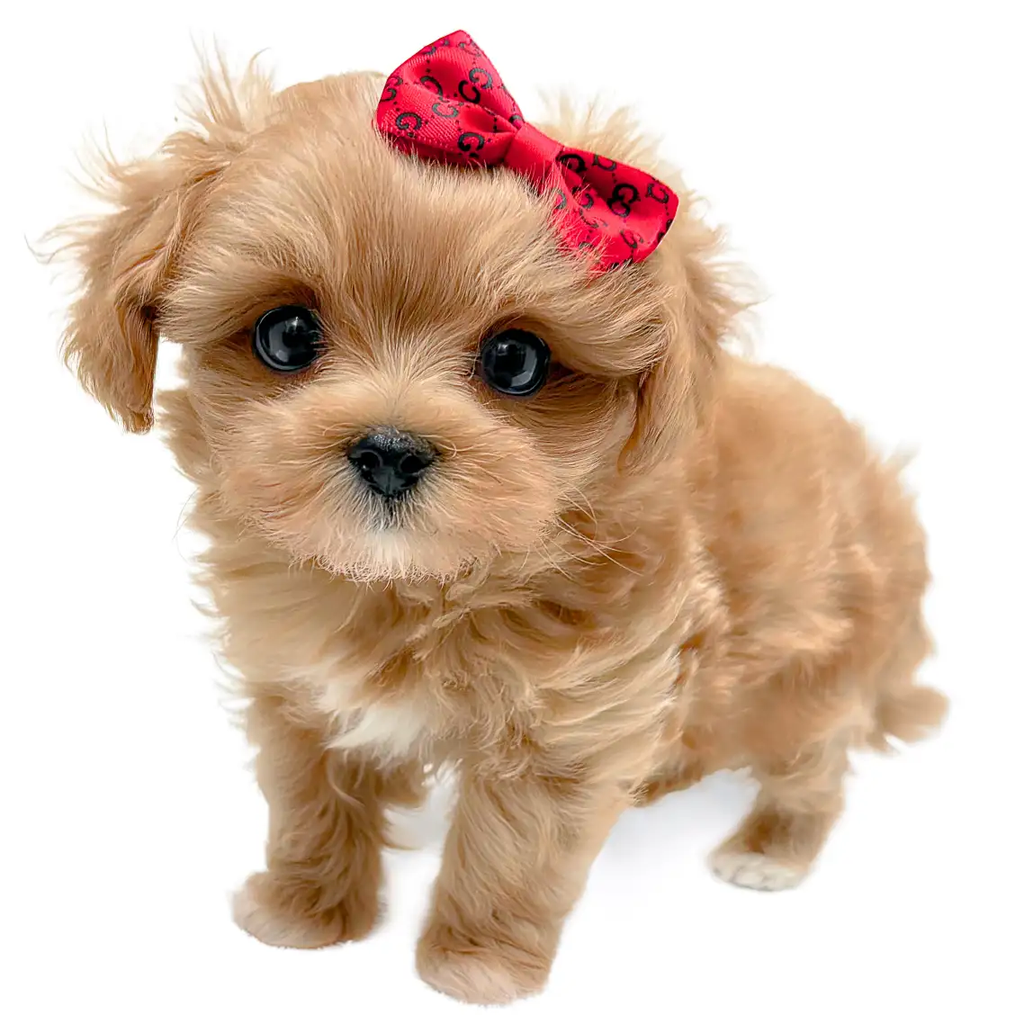 MIX(マルチーズ×トイプードル)