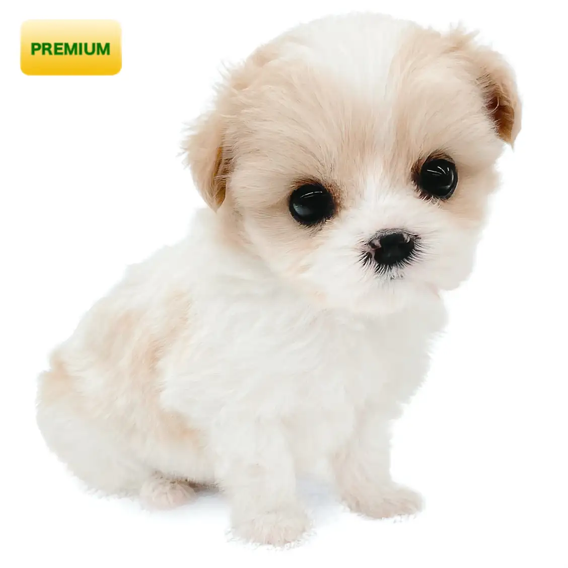 MIX(キャバリアキングチャールズスパニエル×ビションフリーゼ)