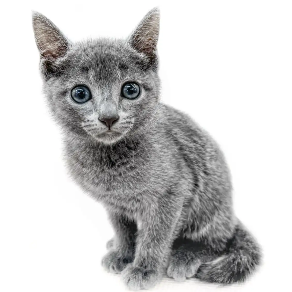 ロシアンブルー