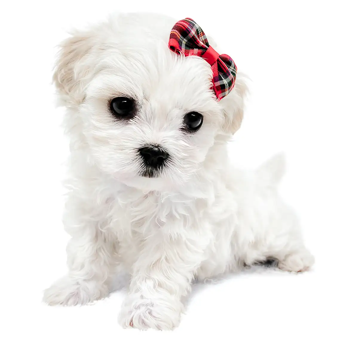 MIX【ビション×(ビション×キャバリア)】