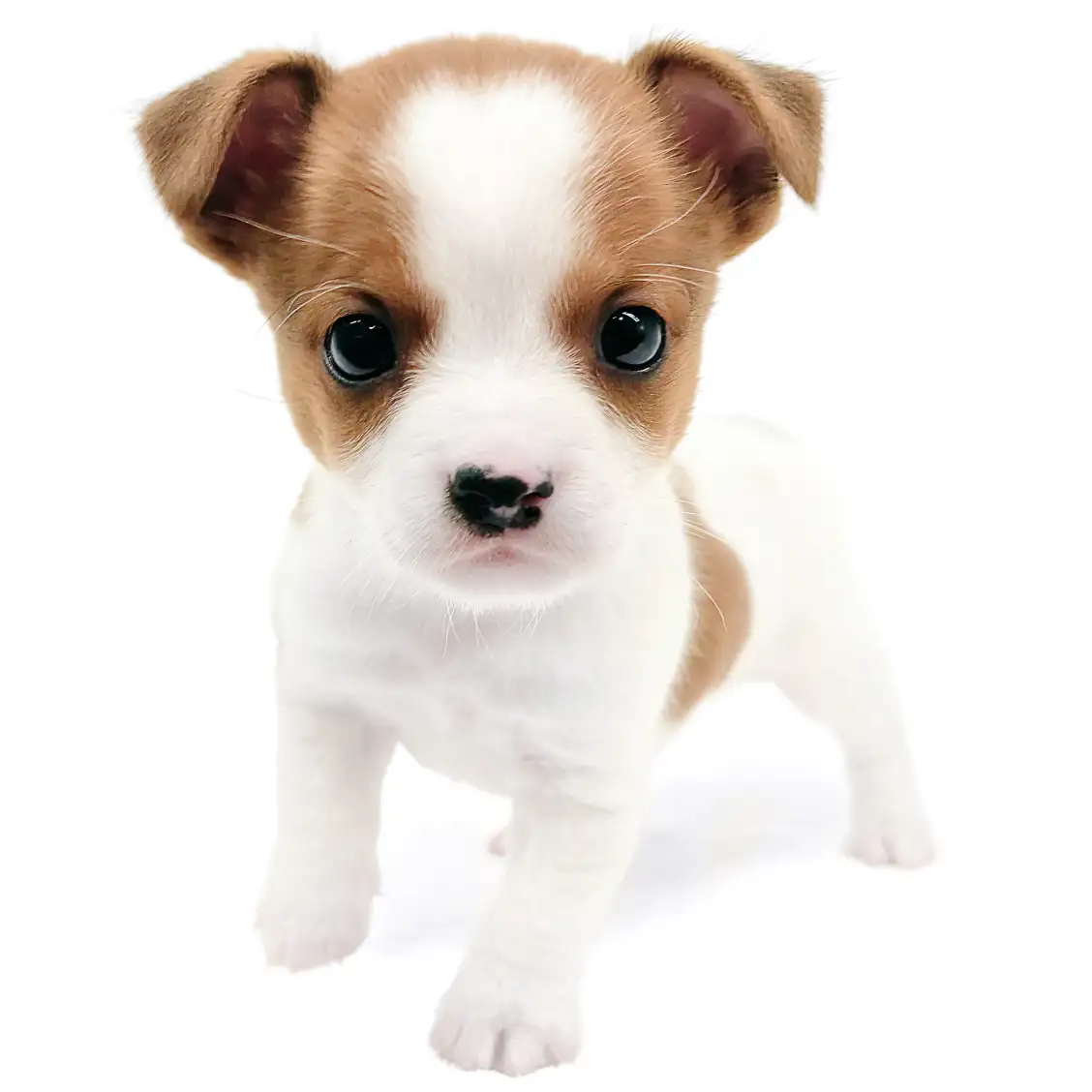 ジャックラッセルテリア