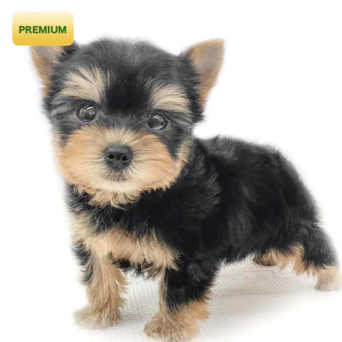 ヨークシャーテリア