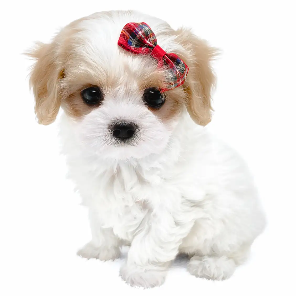 MIX(マルチーズ×キャバリアキングチャールズスパニエル)