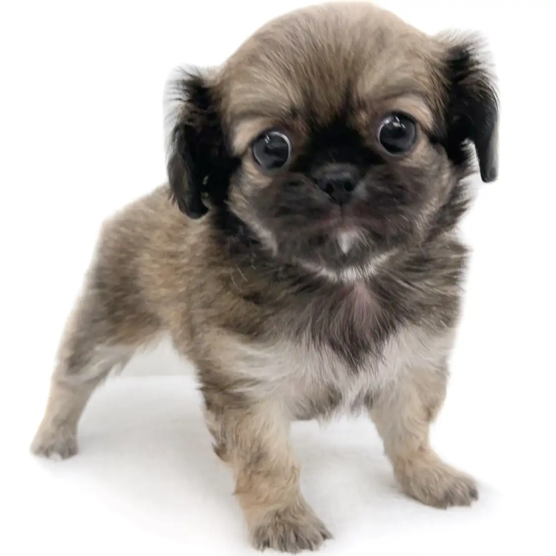 MIX(ペキニーズ×チワワ)