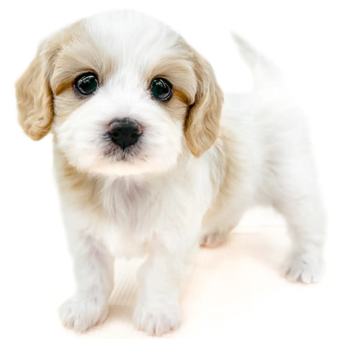 MIX（キャバリアキングチャールズスパニエル×ビションフリーゼ）