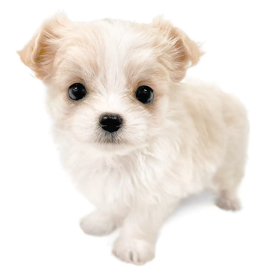 MIX(マルチーズ×チワワ)