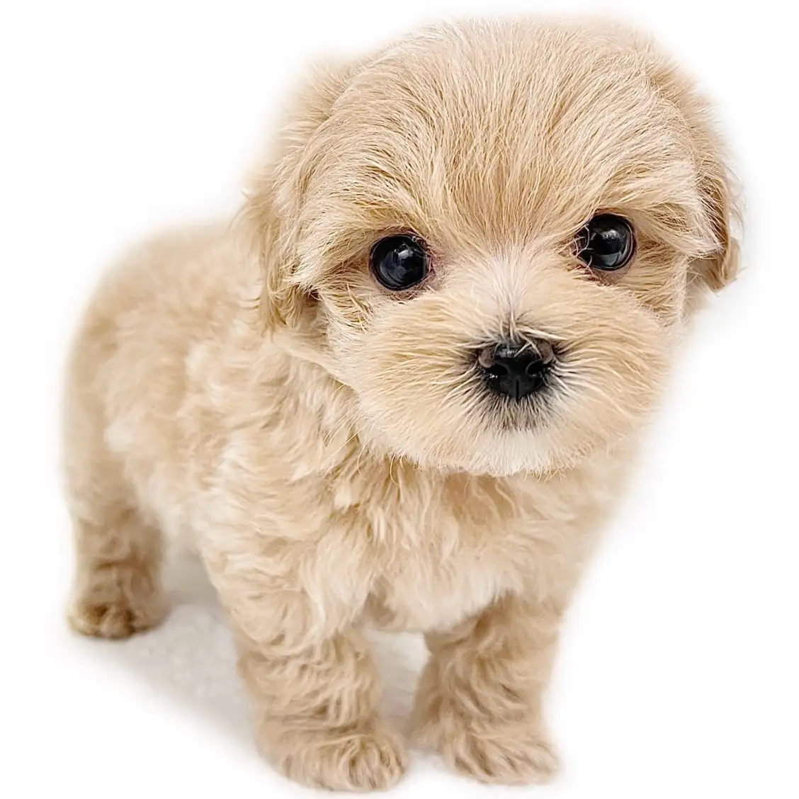 MIX(マルチーズ×トイプードル)