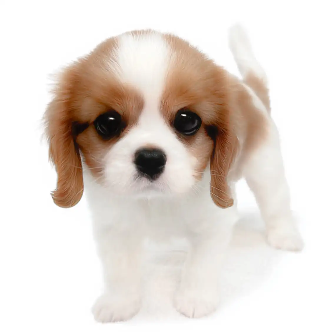 キャバリア・キングチャールズ・スパニエル