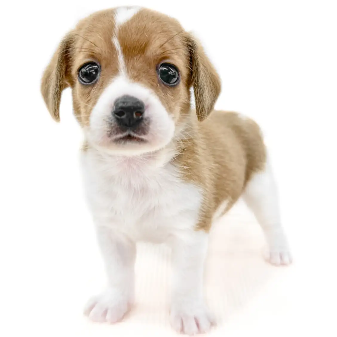 MIX(チワワ×ビーグル)