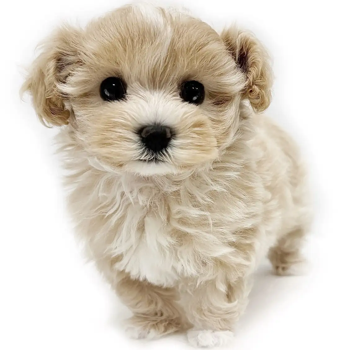 MIX(マルチーズ×トイプードル)