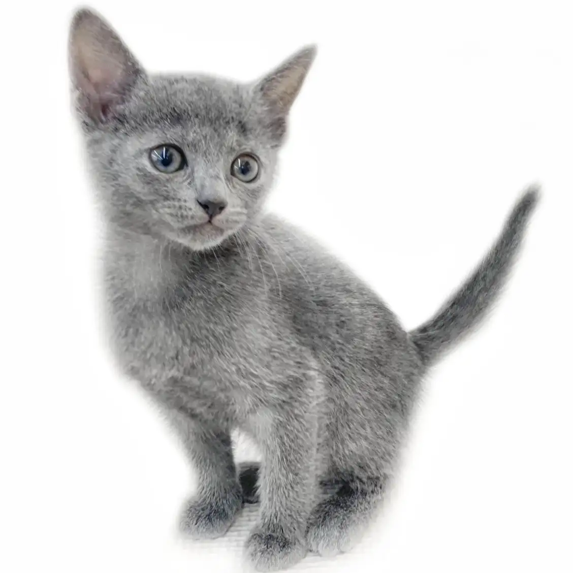 ロシアンブルー