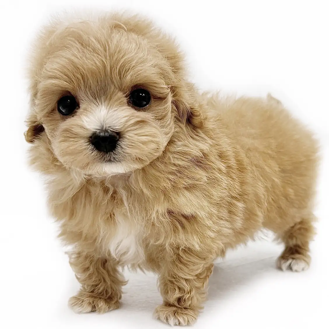 MIX(マルチーズ×トイプードル)