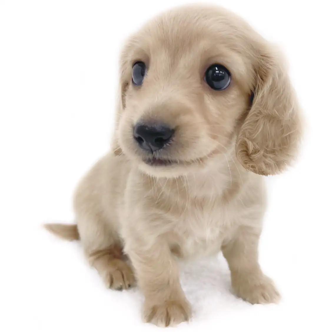 ミニチュア・ダックスフント