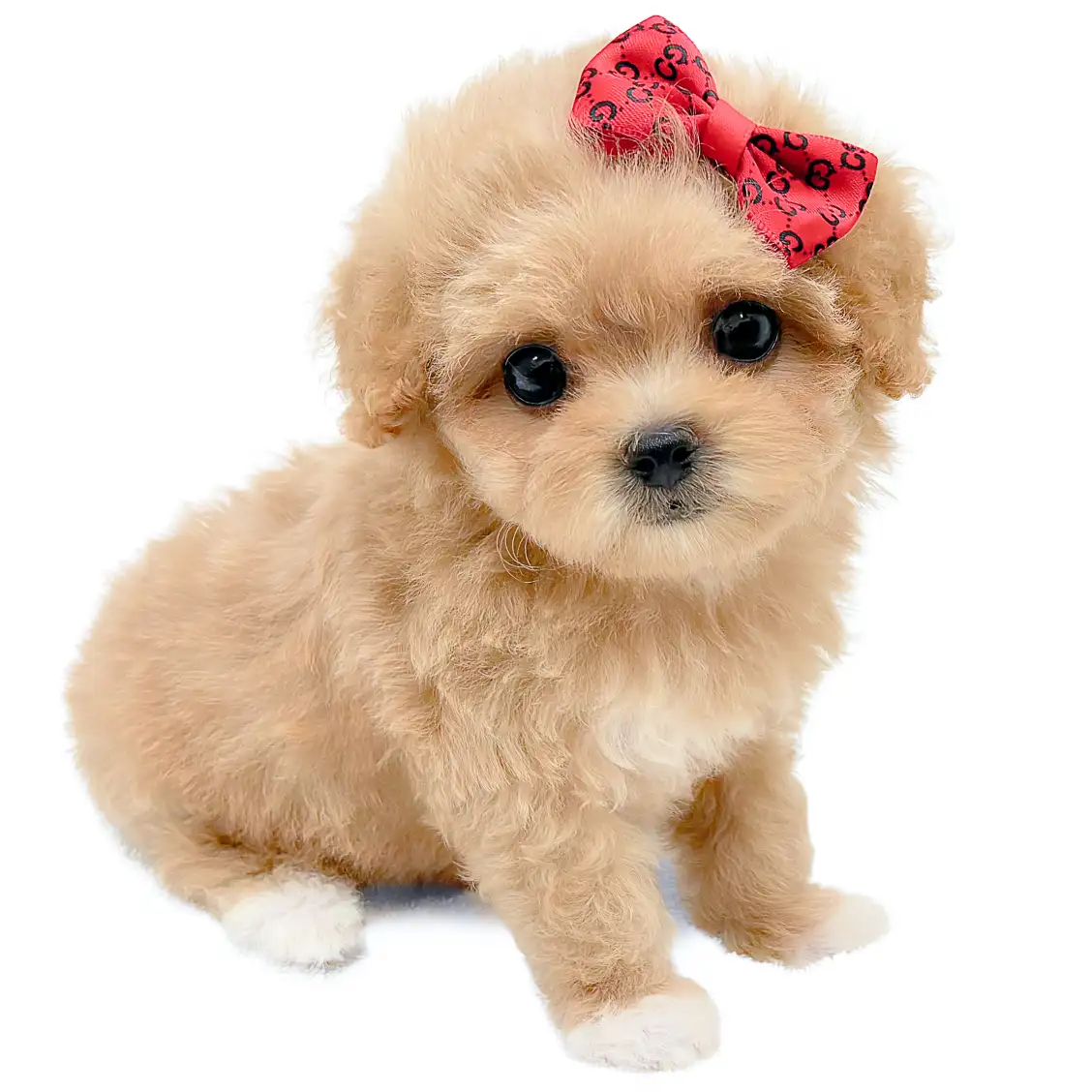 MIX（マルチーズ×トイプードル）