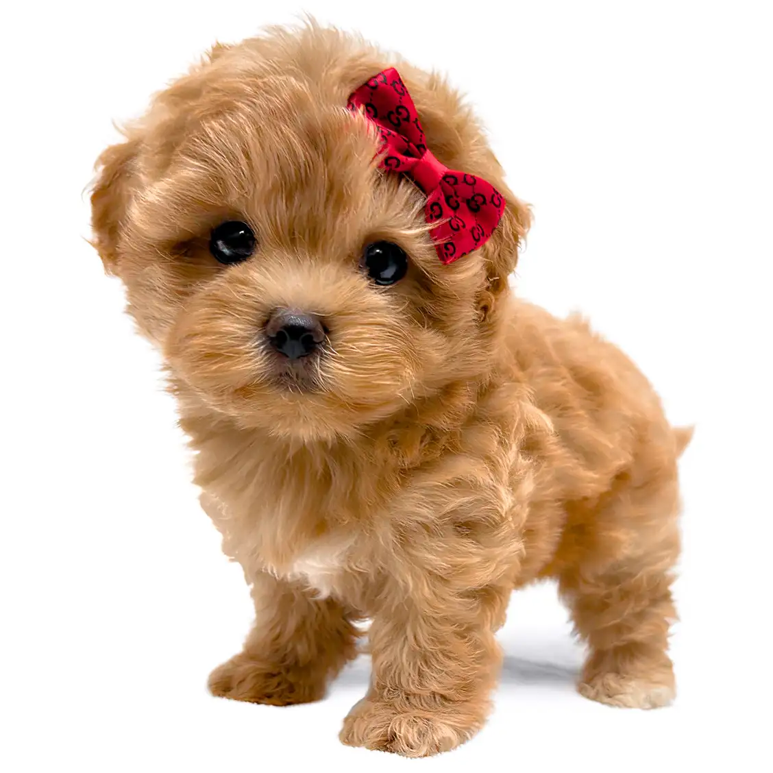 MIX(マルチーズ×トイプードル)