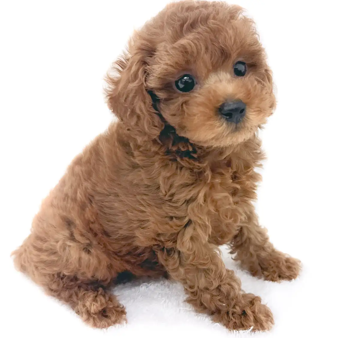 トイ・プードル