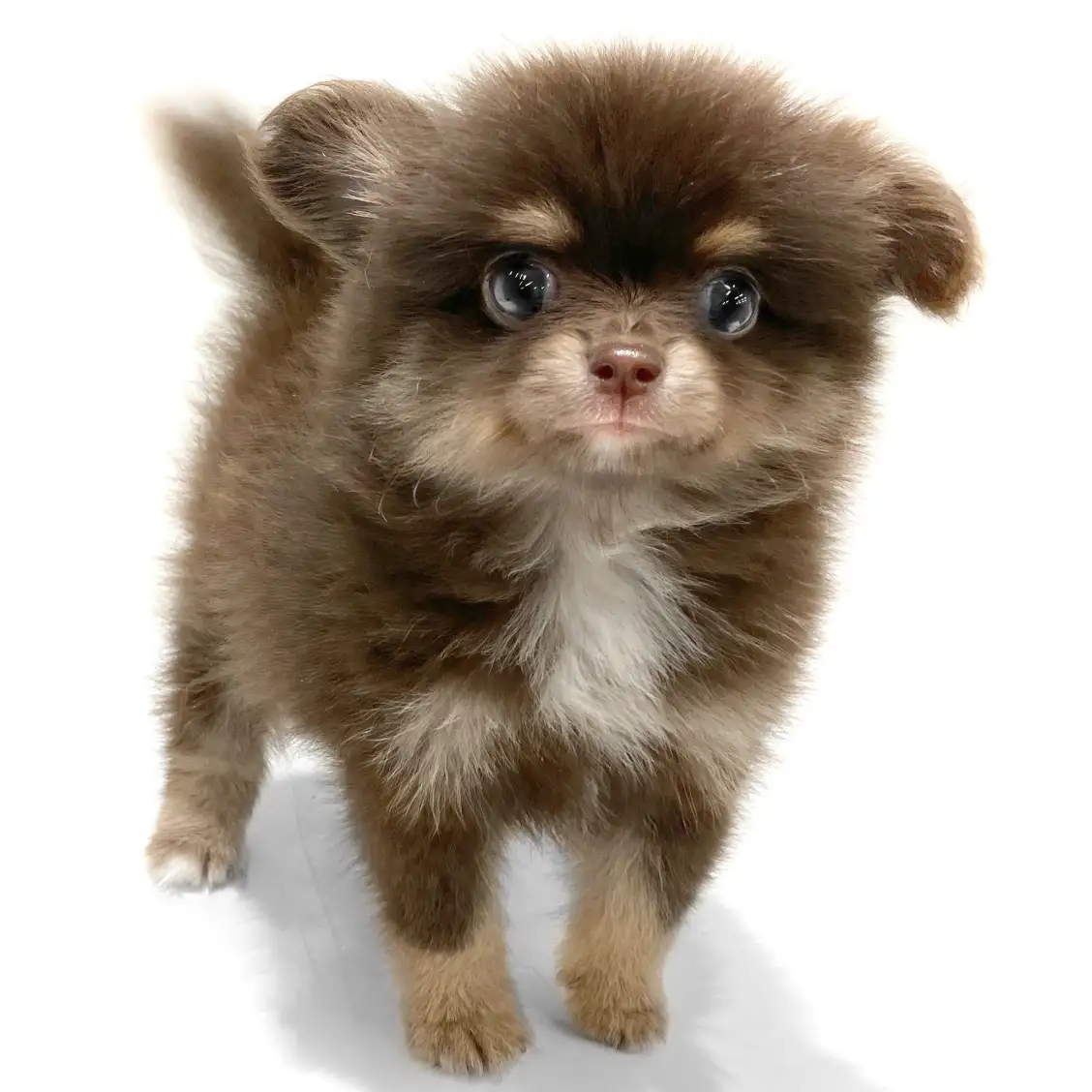 MIX（チワワ×ポメラニアン）